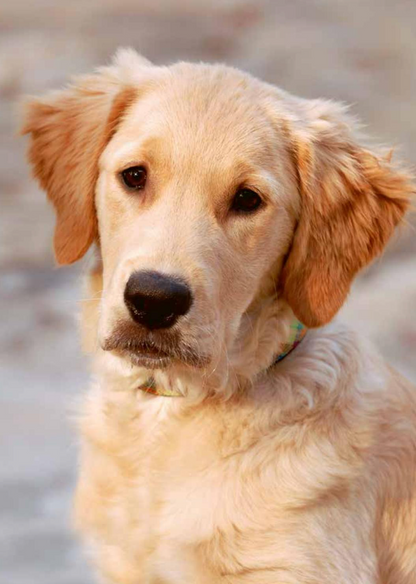 Bien vivre avec mon Golden Retriever — Éducation, comportement, soins