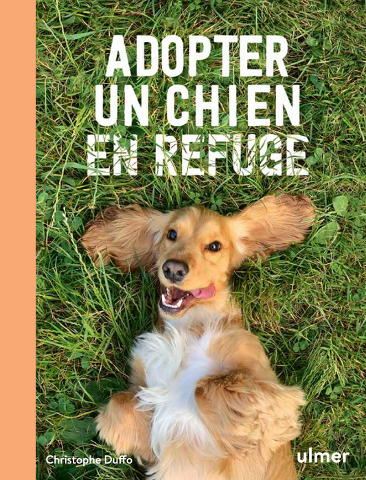 Adopter un chien en refuge — Toutes les clés pour réussir