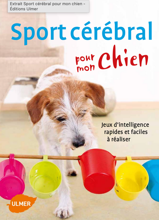 Sport cérébral pour mon chien — Jeux d’intelligence rapides et faciles à réaliser