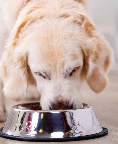 L’éducation positive du chien — Guide complet