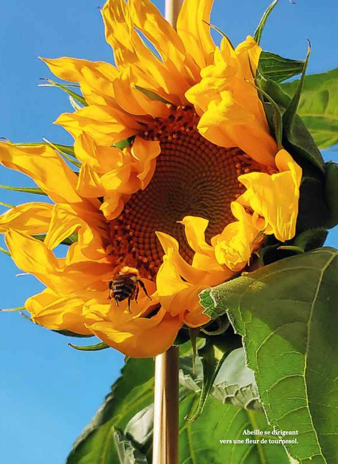 Abeille sur une fleur de tournesol - extrait intérieur