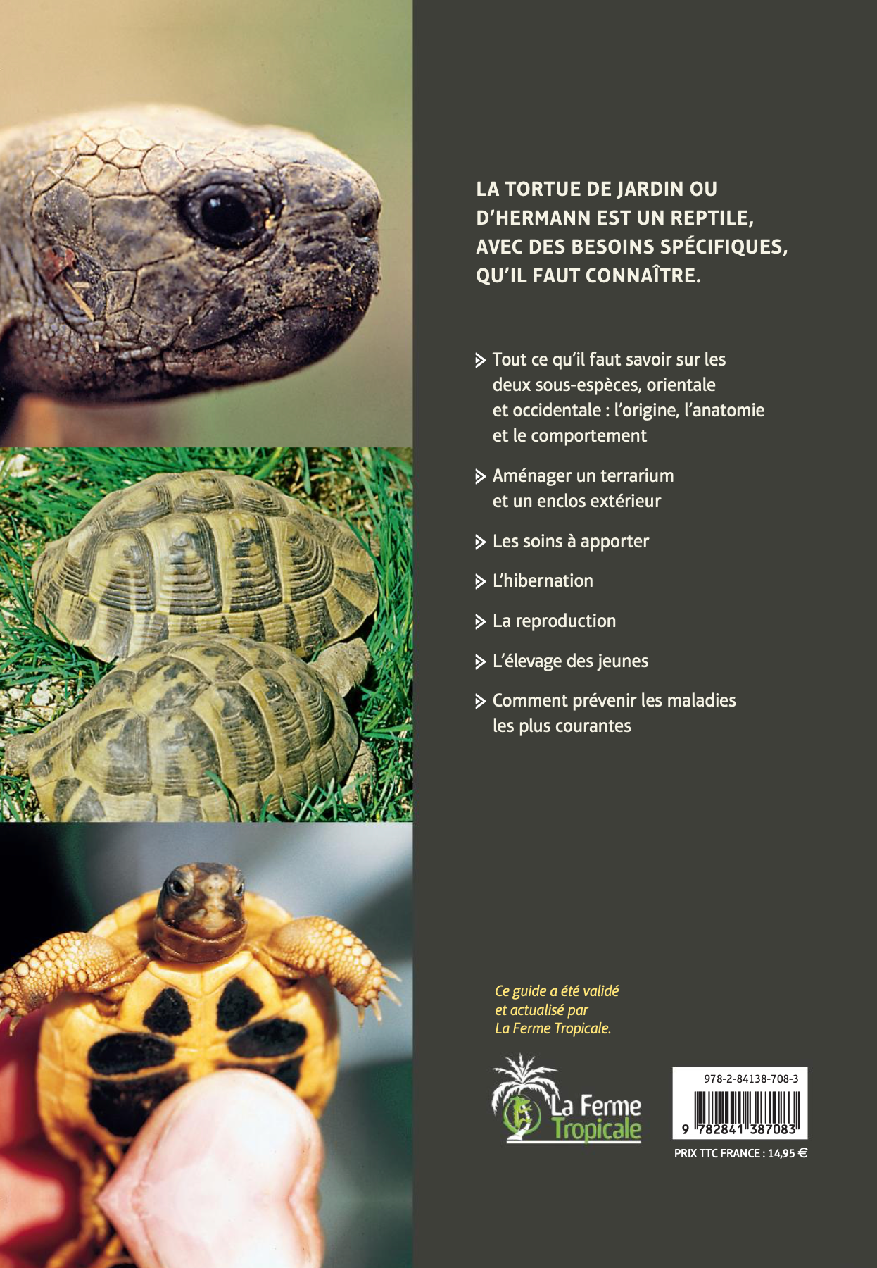 4e de couverture - Tortue de jardin