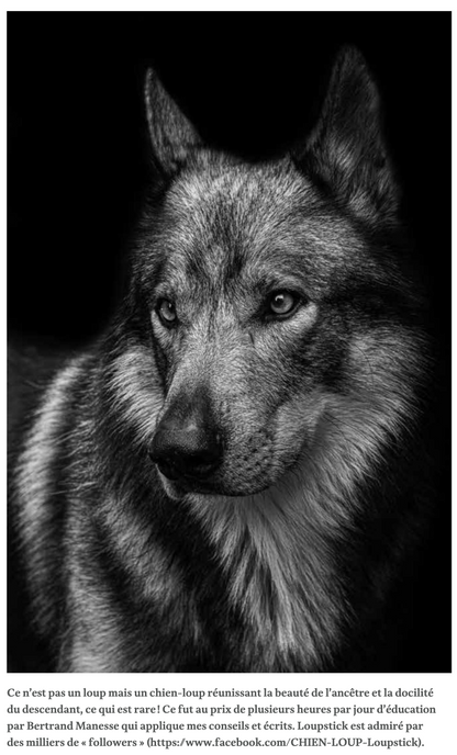 Le chien — Un loup rempli d’humanité