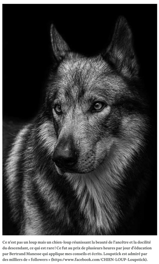 Le chien — Un loup rempli d’humanité