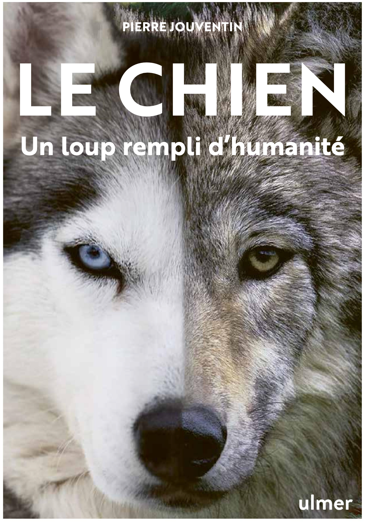 Le chien — Un loup rempli d’humanité
