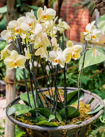Orchidées en pot - phalaenopsis jaunes