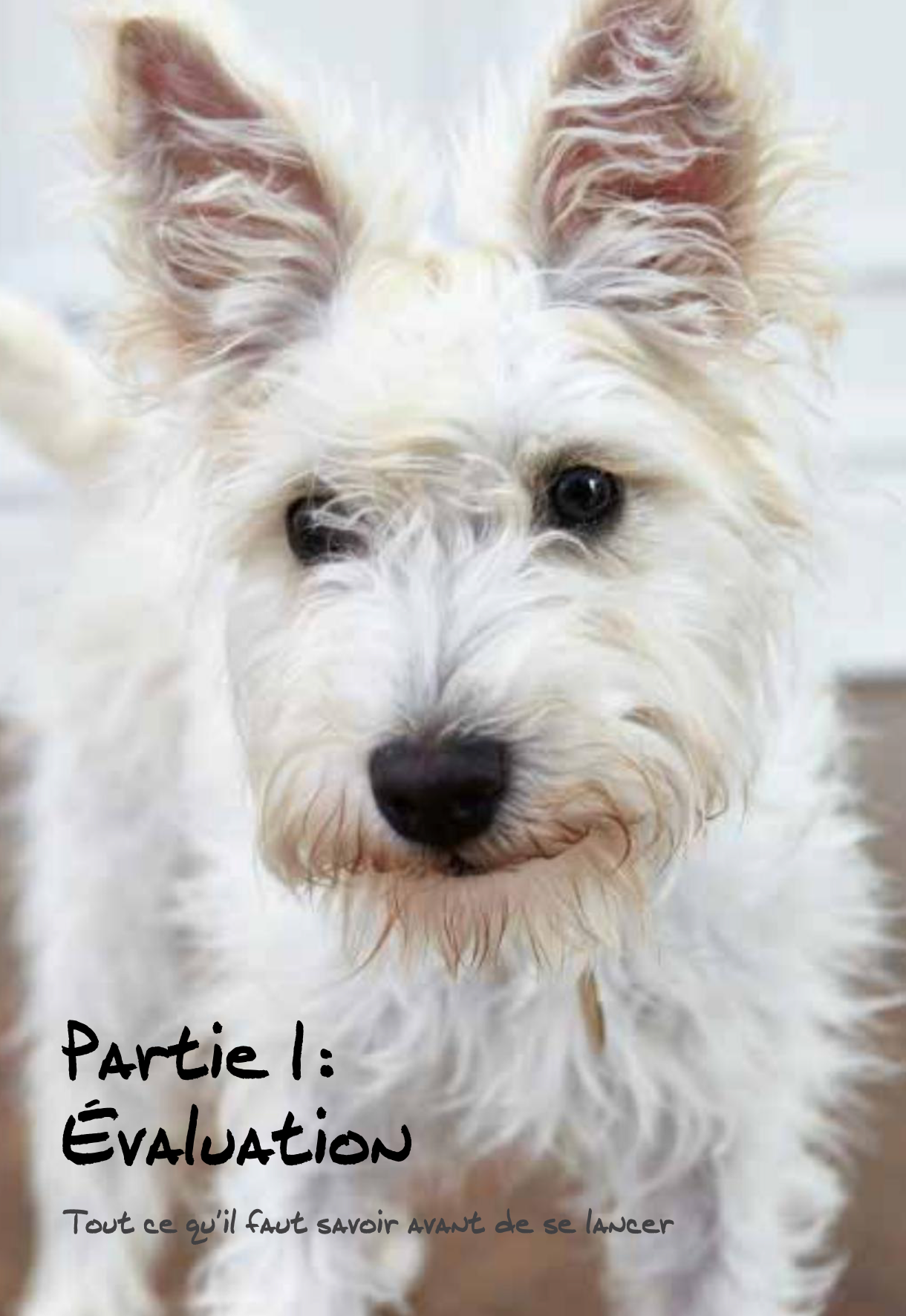 Un chien parfait en 21 jours — Lui (ré)apprendre les bonnes manières en s’amusant