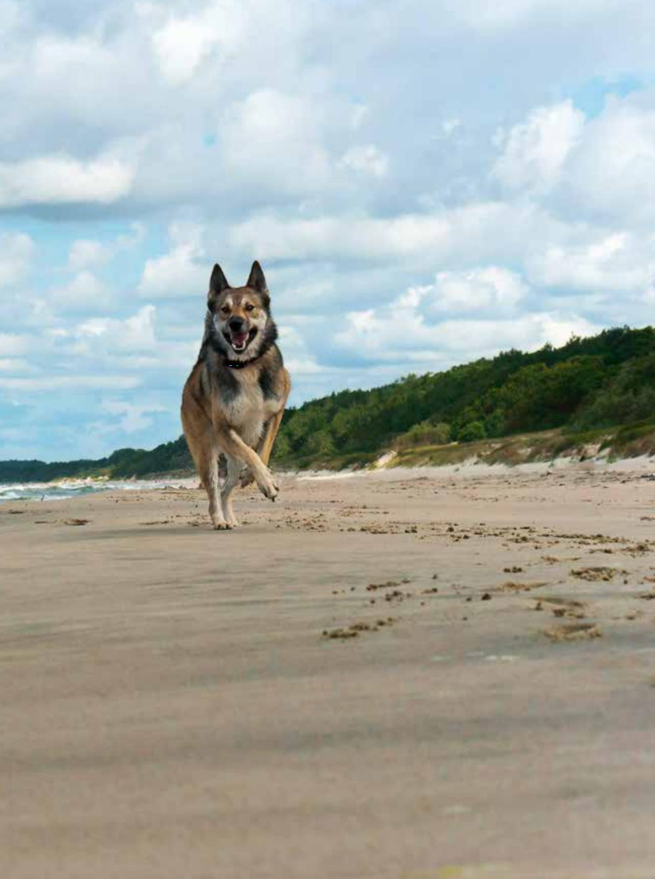 Rendre son chien heureux — Des croquettes et un jardin ne suffisent pas !
