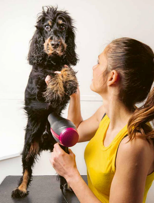J’apprends à toiletter mon chien — Prendre soin de son chien entre 2 séances chez un professionnel
