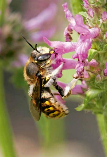 Abeille sauvage sur fleur - Hôtels à insectes