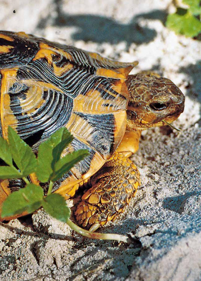 Tortue d'Hermann dans la nature