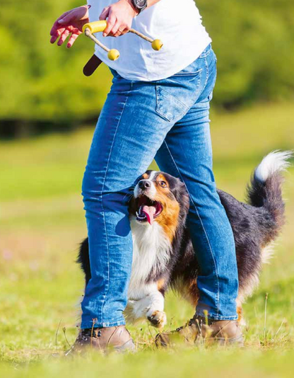 Les 5 sports canins gagnants — Favoriser son bien-être, accompagner son éducation, renforcer votre complicité