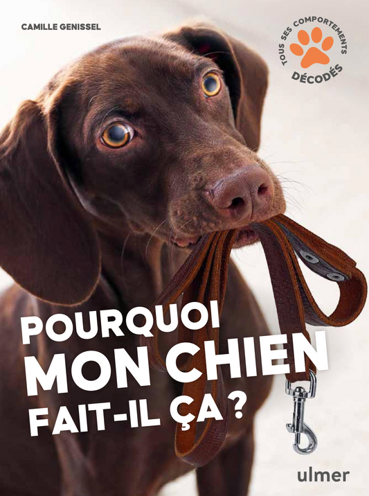 Pourquoi mon chien fait-il ça ? — Tous ses comportements décodés