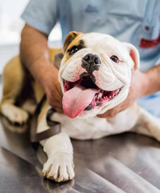 L’éducation positive du chien — Guide complet
