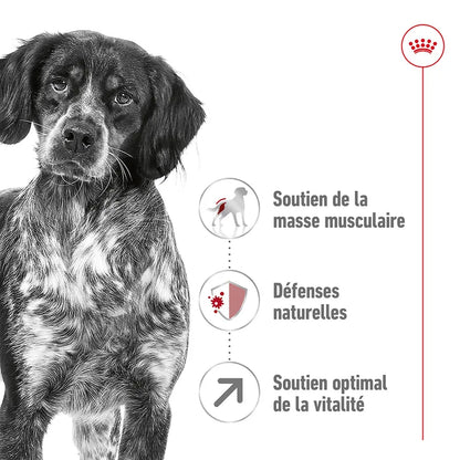 Croquettes Royal Canin Medium Adult 7+ 15kg