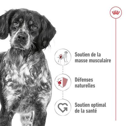 Croquettes Royal Canin Medium Adult 3kg