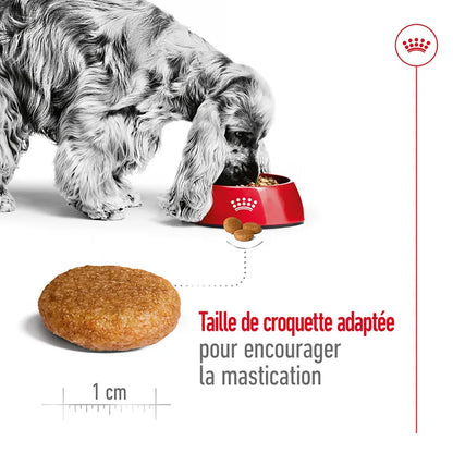 Croquettes Royal Canin Medium Adult 3kg