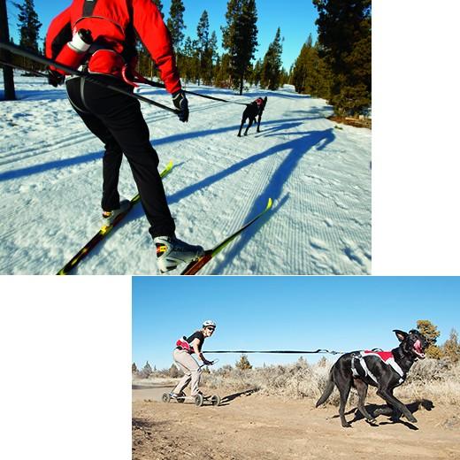 Kit Canicross & Ski Joering Omnijore