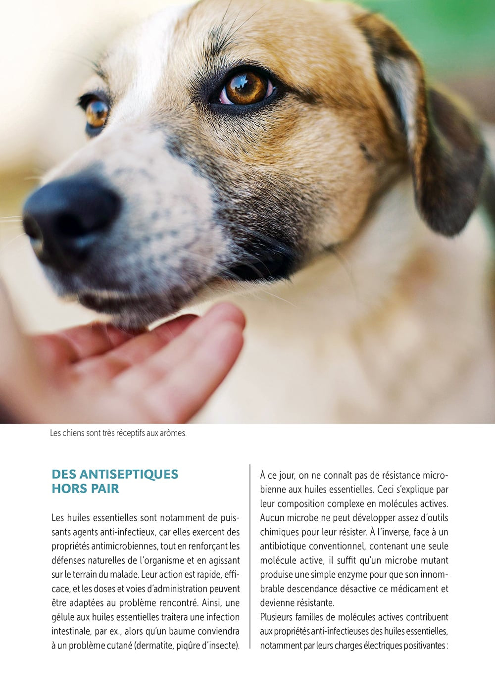 Soins naturels pour le chien