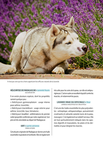 Soins naturels pour le chien