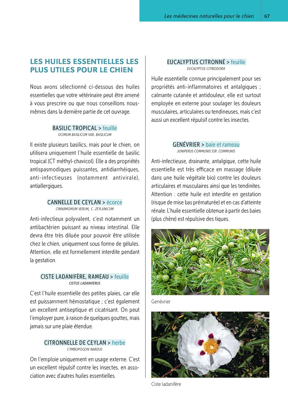 Soins naturels pour le chien